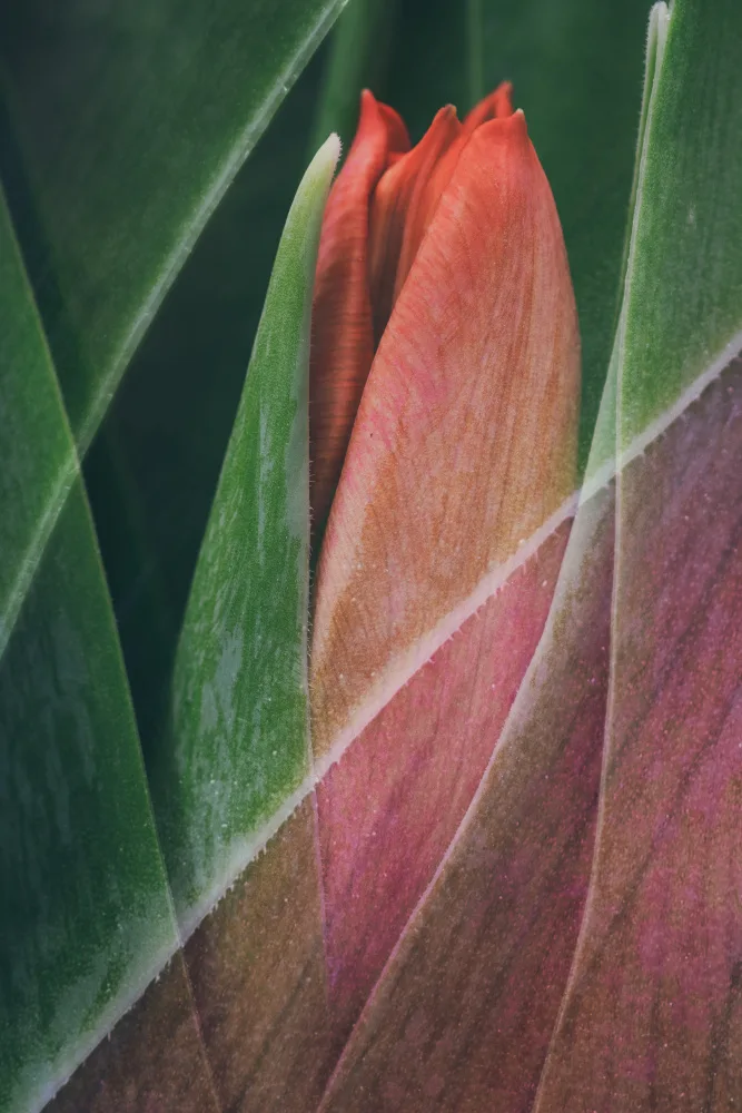 Lennartsson, Johan: Tulpe