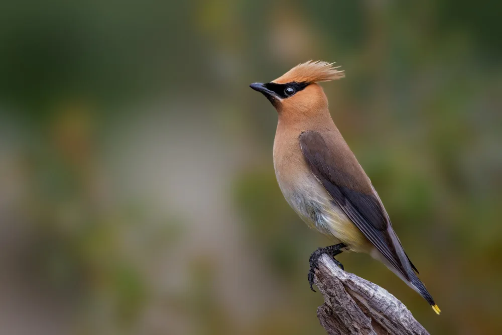 Xu, Jian: Cedar Waxwing