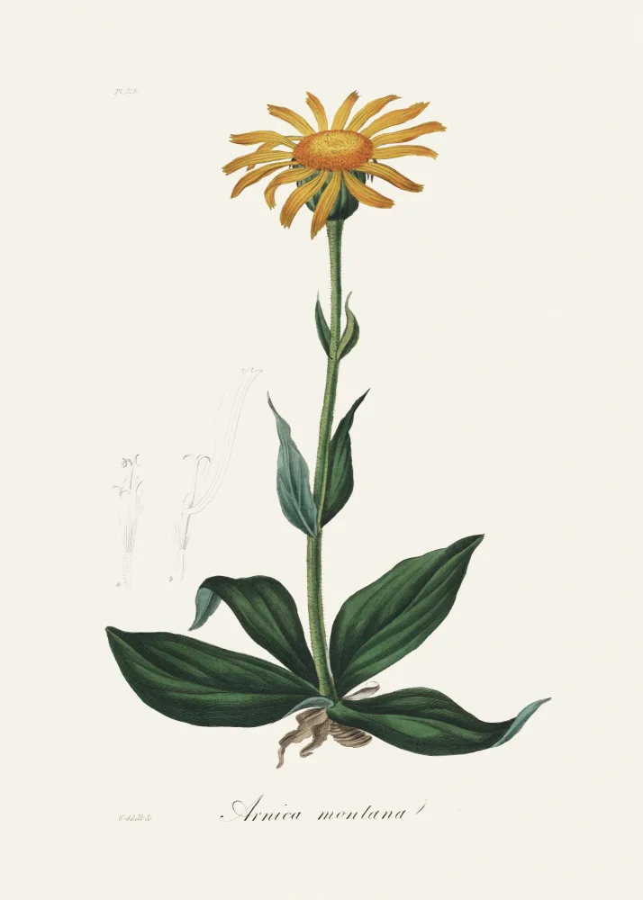 and, Stephenson John: Mountain Arnica (arnica Montana) Medical Botany