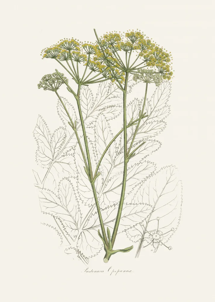 and, Stephenson John: Opobalsam (pastinaca Opopanax)  Medical Botany