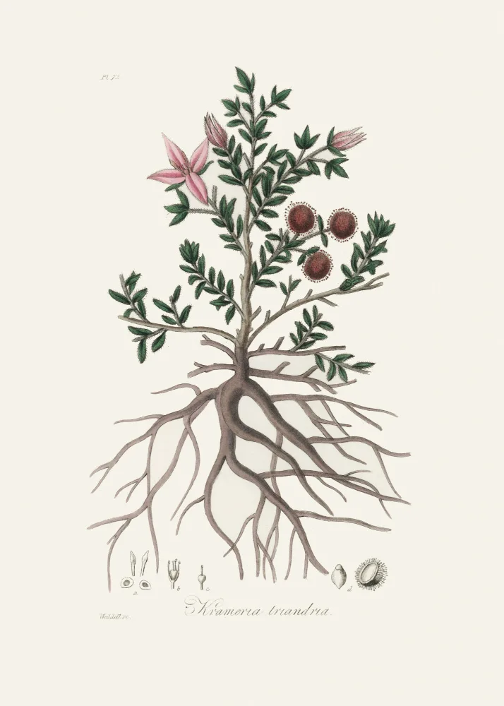 and, Stephenson John: Rhatany (krameria Triandrea) Medical Botany
