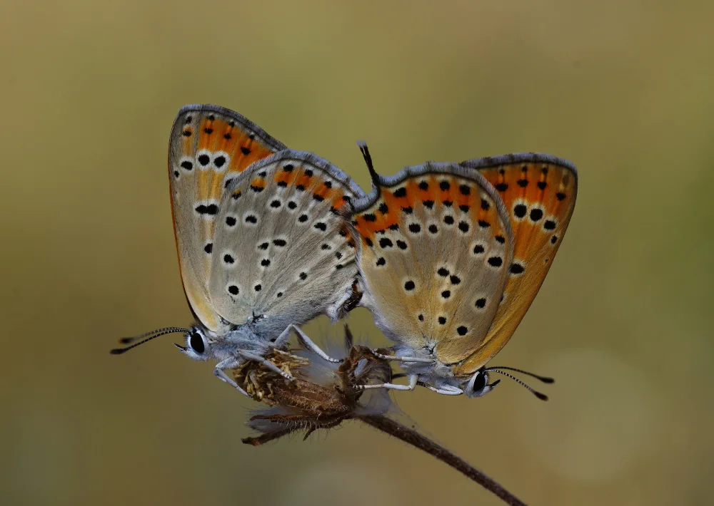 Sener, Savas: L'amour dans la nature