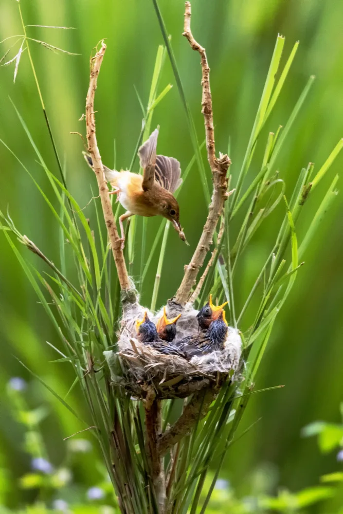 Widjaja, Sally: Cistícola exilia al pájaro