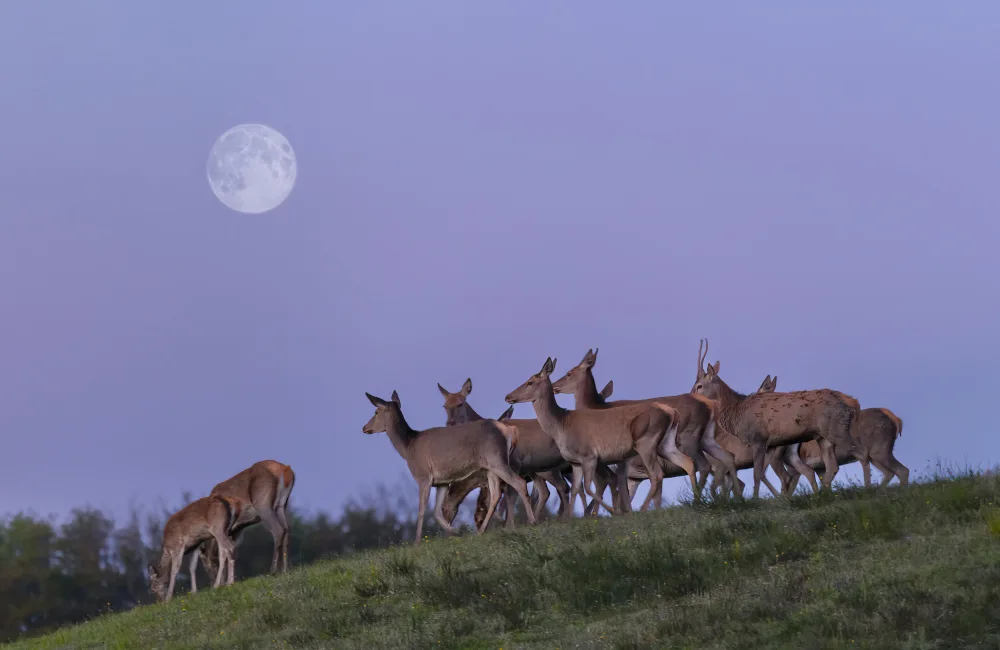 Barisone, Marco: Die Hirsche und der Mond