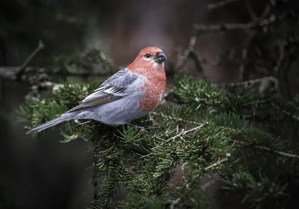 Paterson, Peter: Male Pine Grosbeak