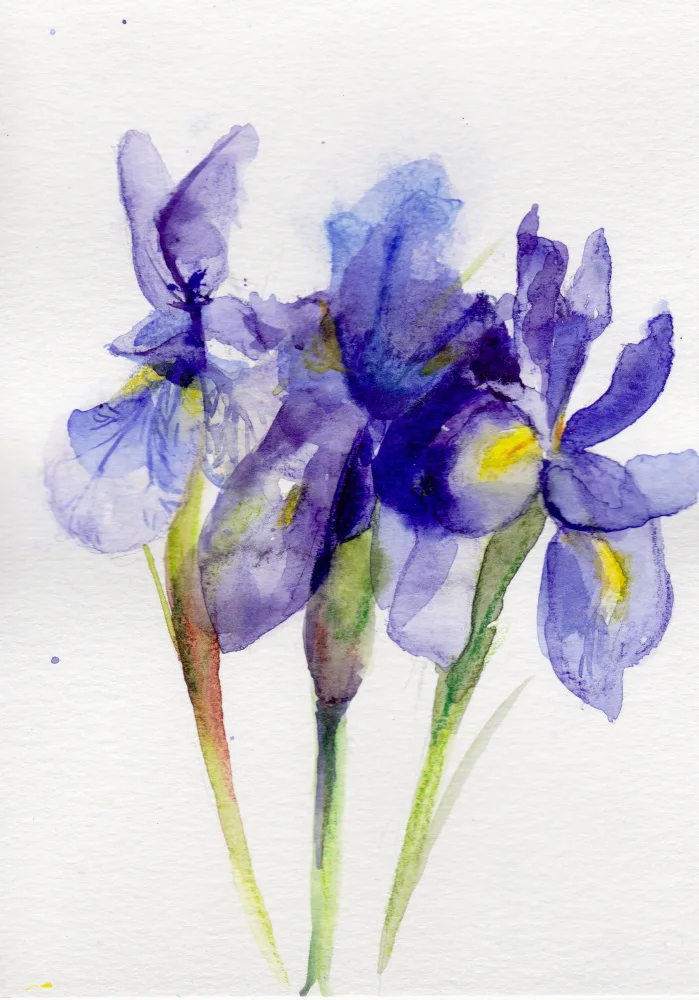 Lindstrom, Christine: Iris Février I
