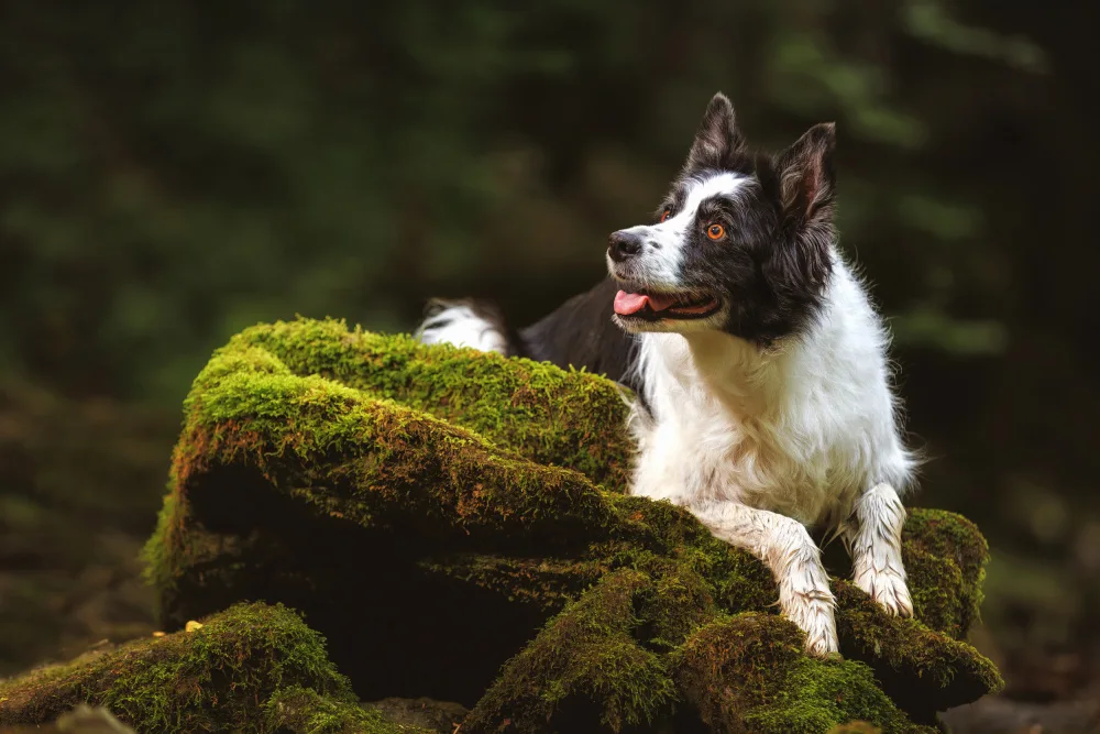 Baloh, Davorin: Border Collie Soaking Up the Serene Forest Escape: A Green Oasis