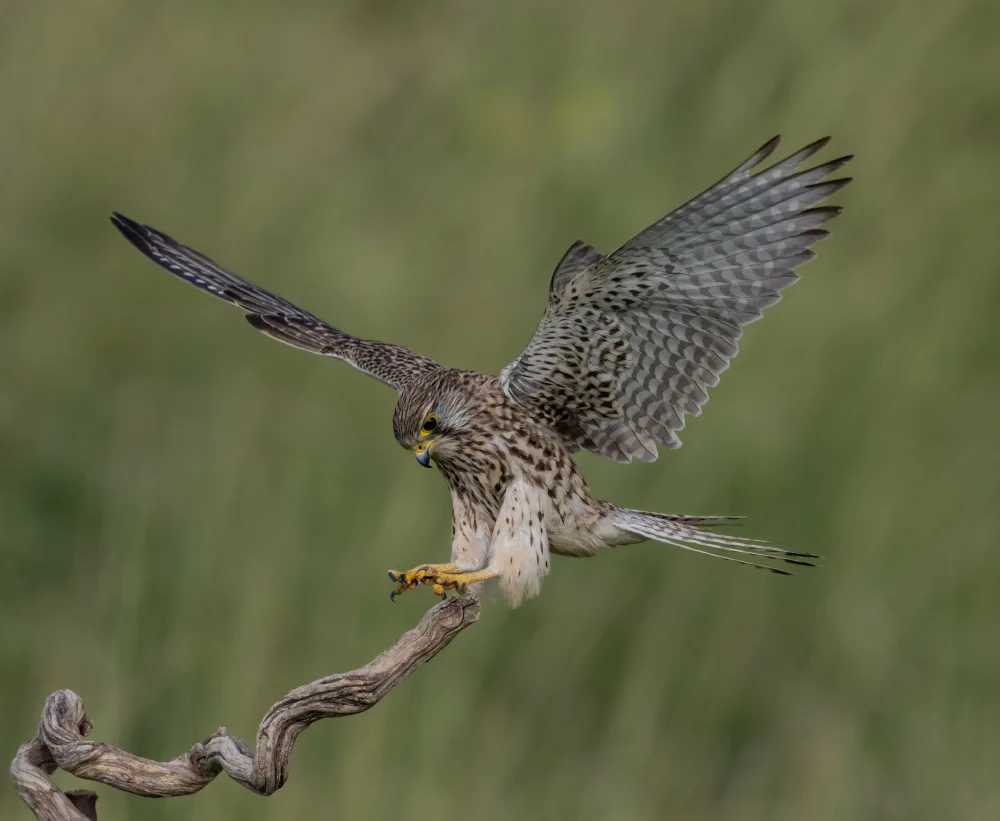 Procaccia, Itamar: Landender Turmfalke