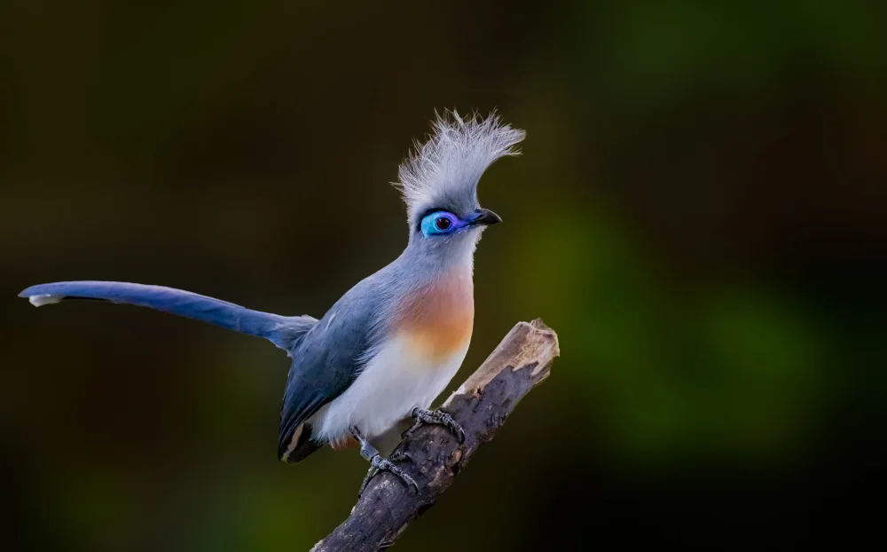 Yan, Songhu: 2024-Uccelli-Crested Coua2