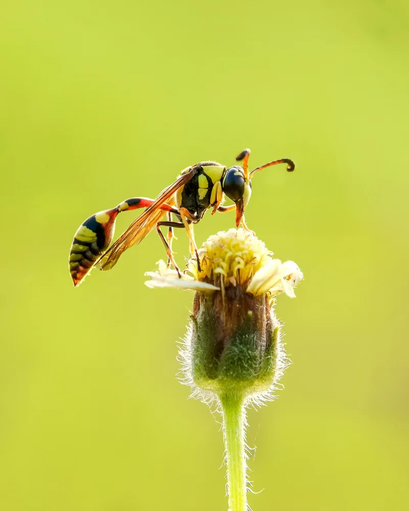 SAFAAT: Potier jaune sur fleurs