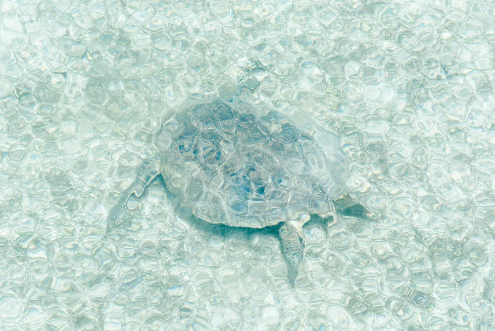 Photolovers: Tartaruga sott'acqua