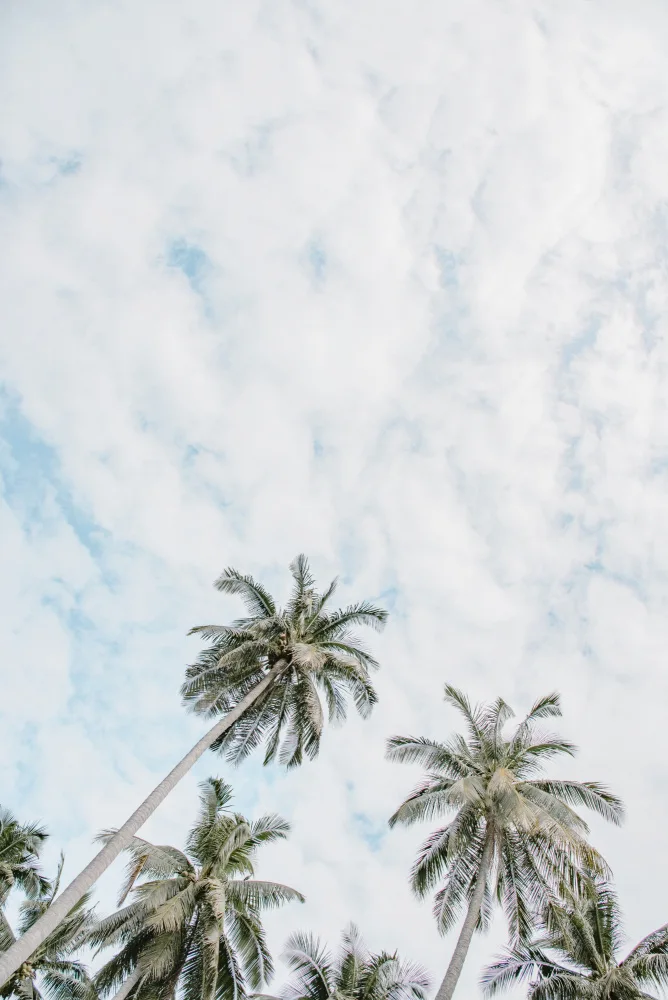 Photolovers: Palme nel cielo