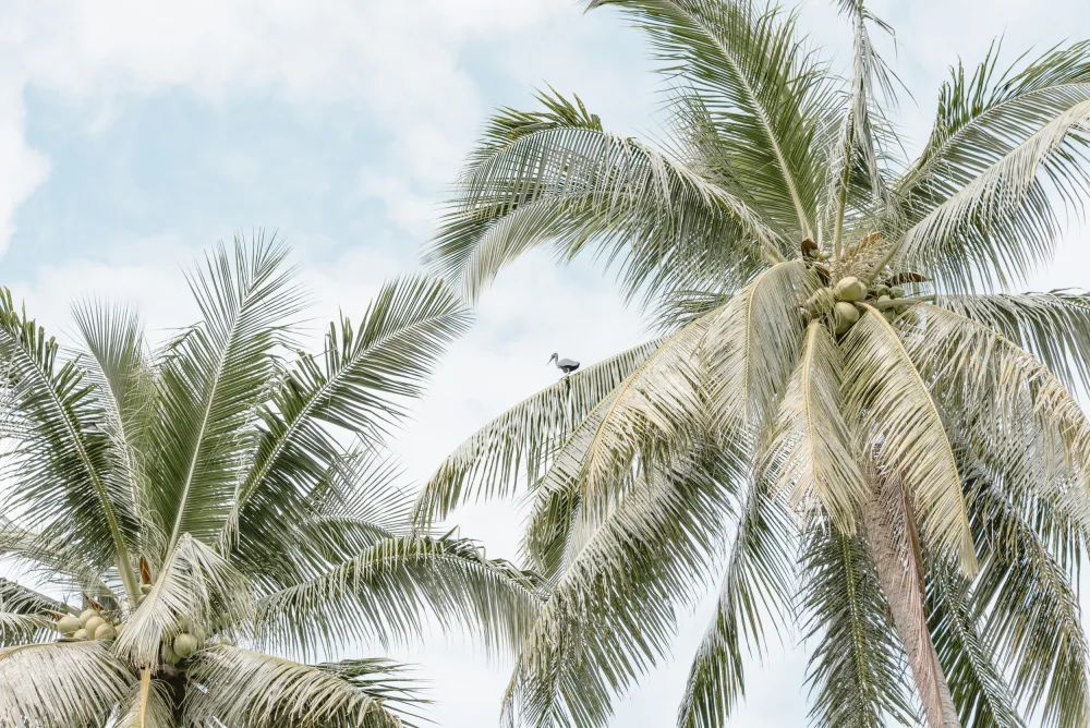 Photolovers: Palma con uccello