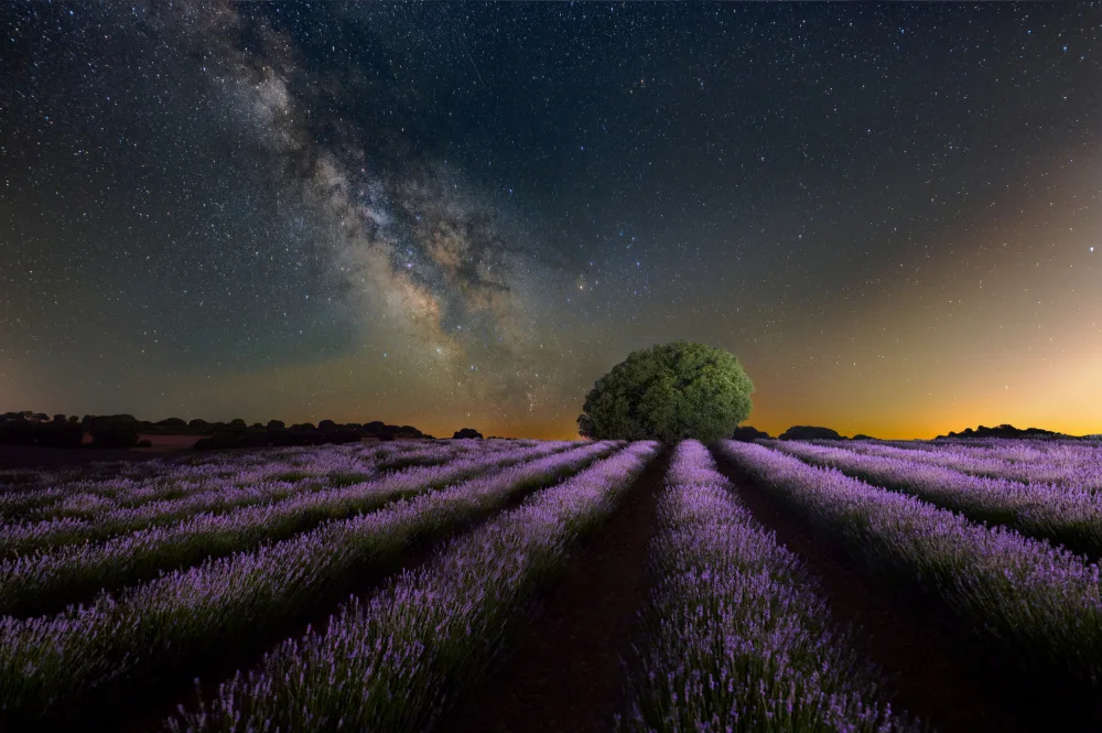 Ciria, Sánchez Javier: Lavendel Weg