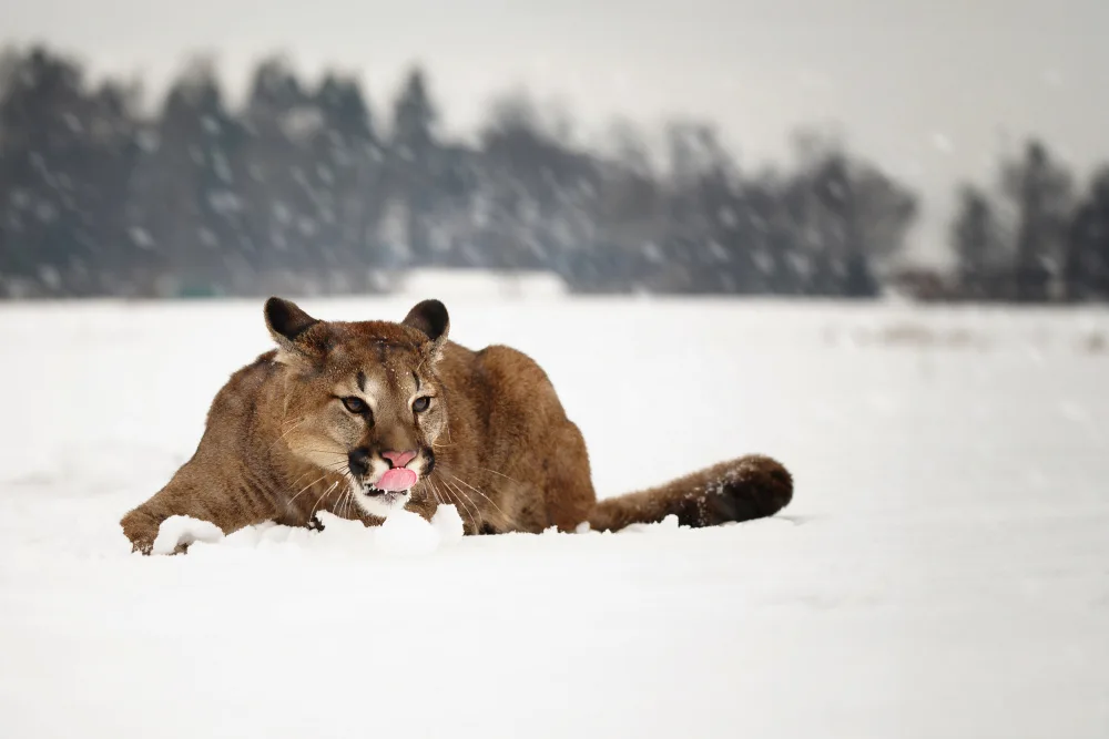 Firešová, Michaela: Puma