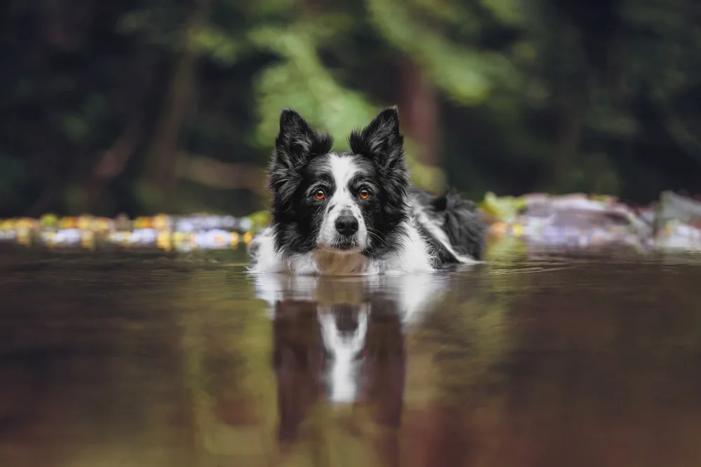Baloh, Davorin: Border Collie in Aktion: Konzentriert,bereit und loyal