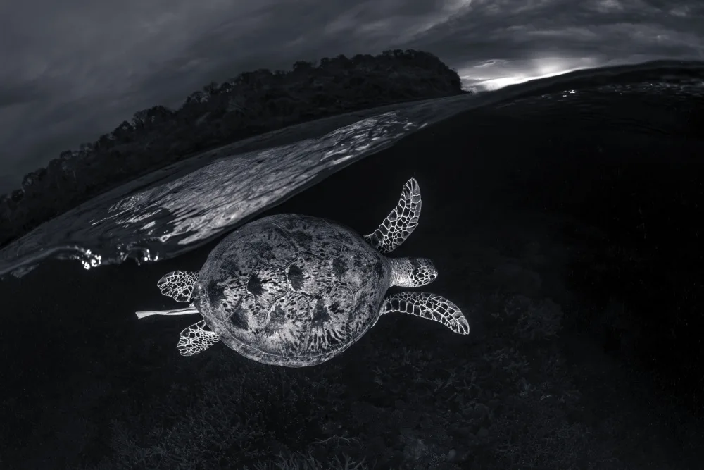 Gabriel, Barathieu: Monochrone, Split Level and Green Sea Turtle