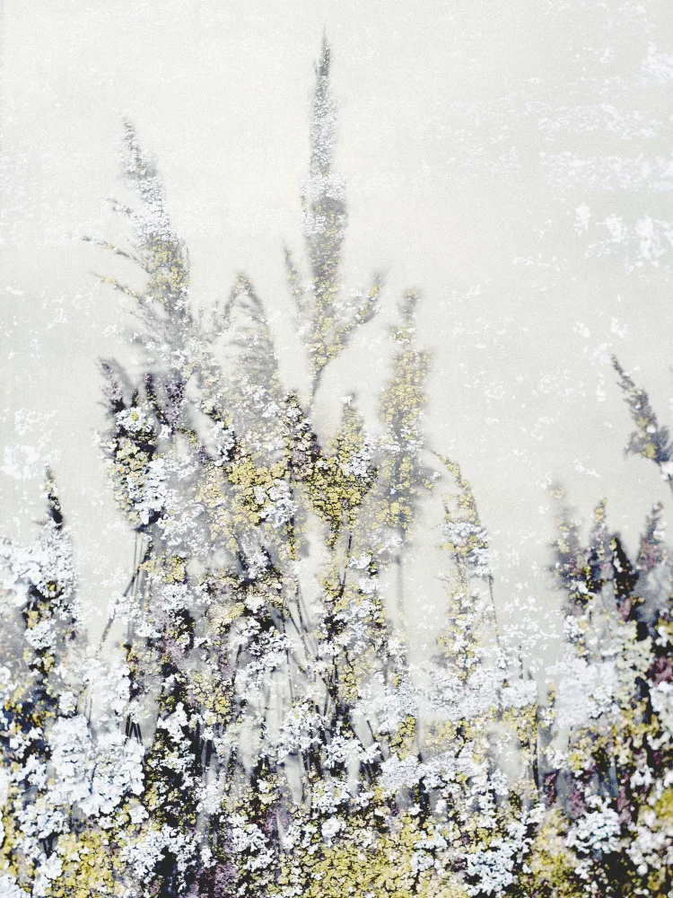 Imaginative: Herbe dansante 3