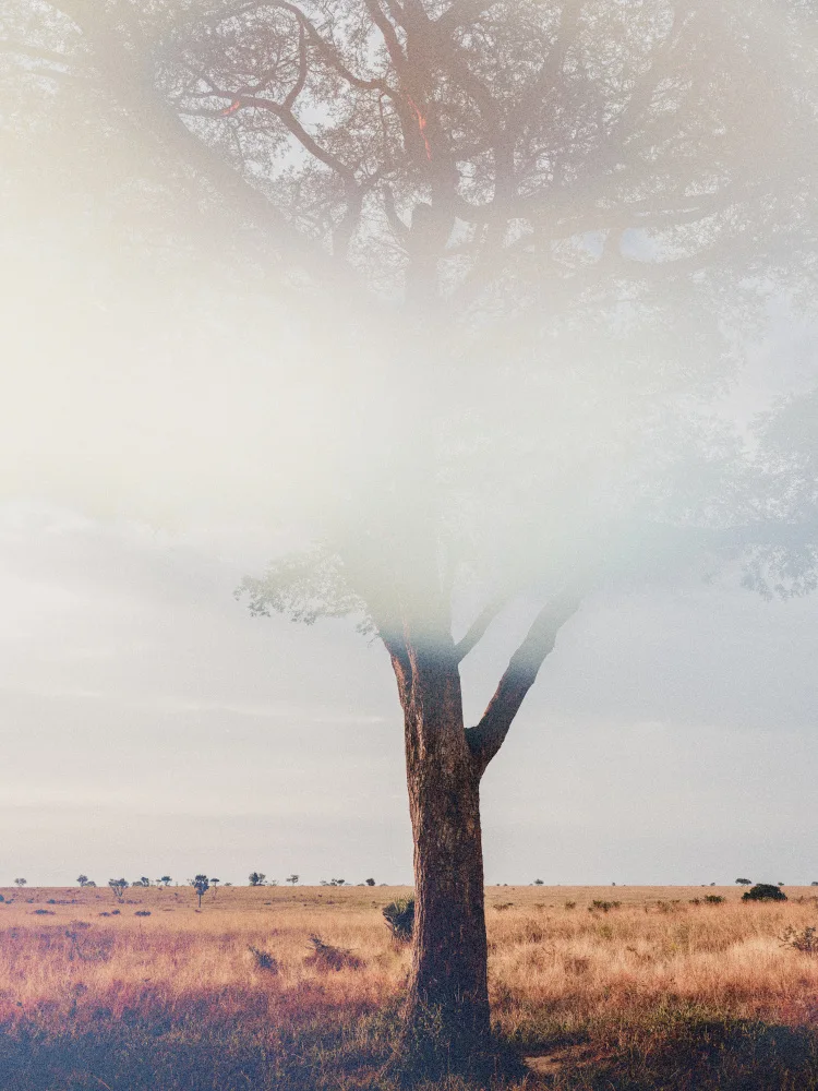 Imaginative: Arbre dans le paysage