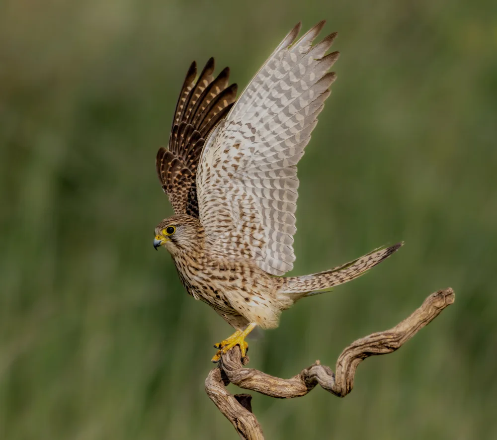 Procaccia, Itamar: Weiblicher Turmfalke