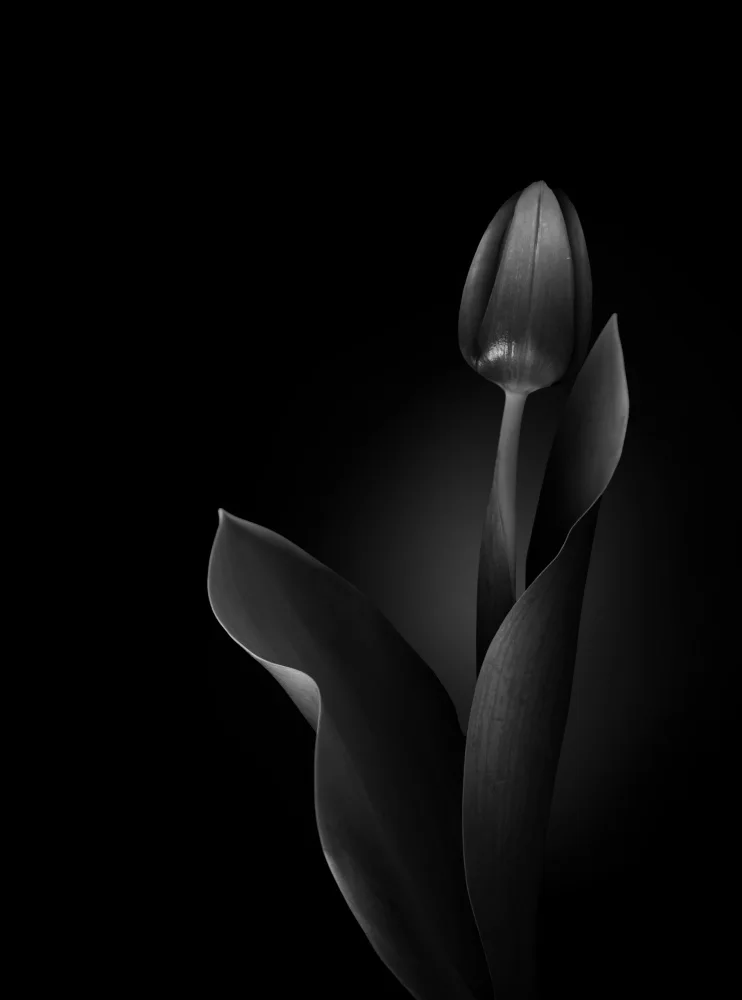 Son, van Greetje: Gloria olandese in bianco e nero
