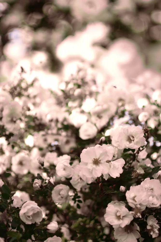Sillen, Christina: Rose flowers