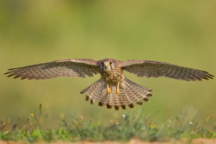 Manusevich, David: Gemeiner Turmfalke