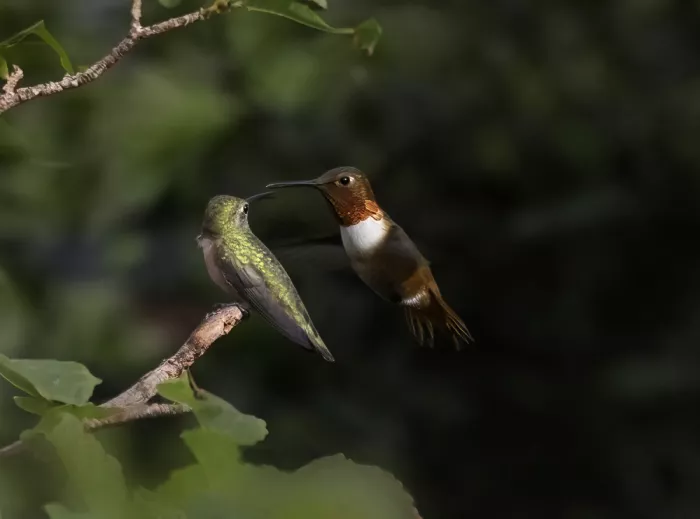 NanZ: Colibrì