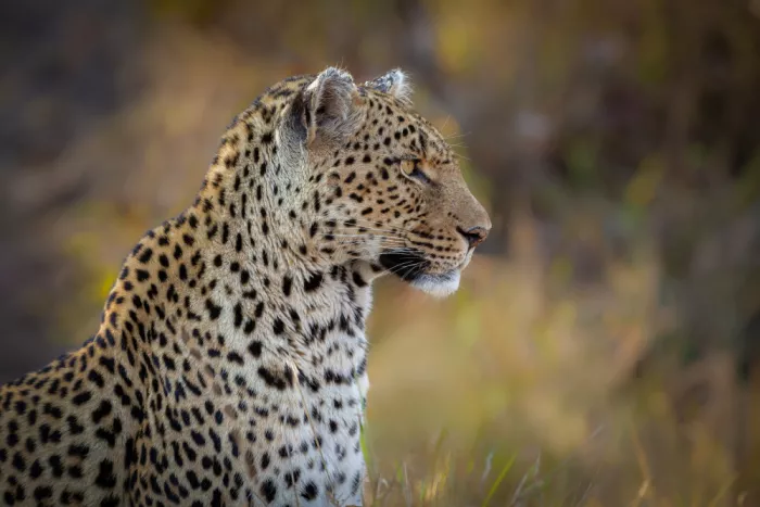 Sink, C. Jeffrey: Leopardo al tramonto