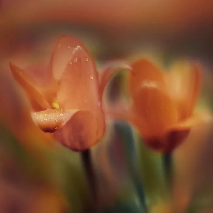 Całkosińska-Kajzer, Ewa: Tulipani di marzo