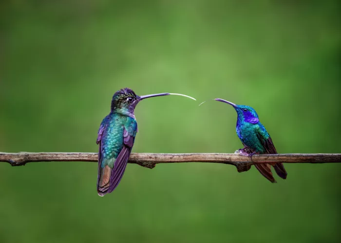 Wang, Ti: Amici
