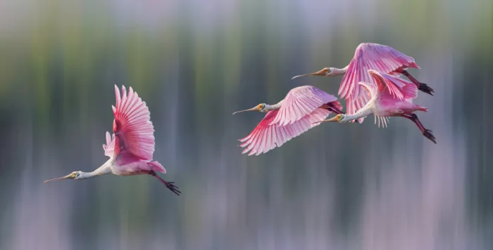 Zhao, Qing: Abbraccia la primavera
