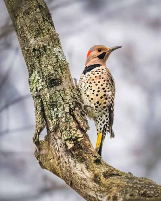Cai, Xiao: Northern Flicker