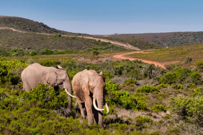 Edwards, Dan: Éléphants d