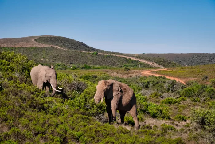 Edwards, Dan: Éléphants africains dans la savane africaine