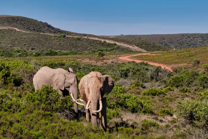 Edwards, Dan: Éléphants traversant la savane africaine