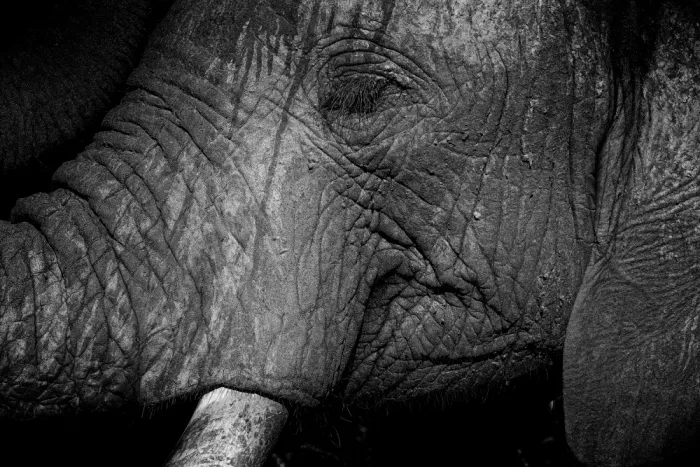 Edwards, Dan: Gros plan en noir et blanc du visage d