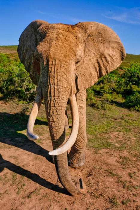Edwards, Dan: Éléphant d