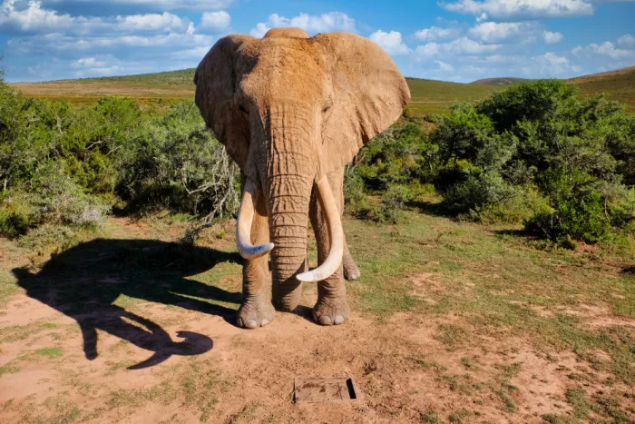 Edwards, Dan: Éléphant d