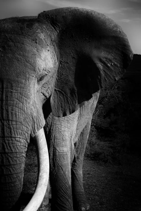 Edwards, Dan: Image artistique en noir et blanc d