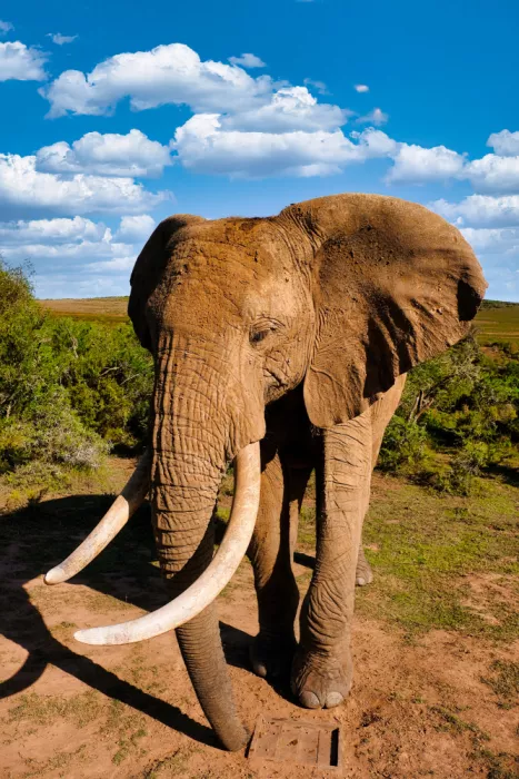 Edwards, Dan: Éléphant d