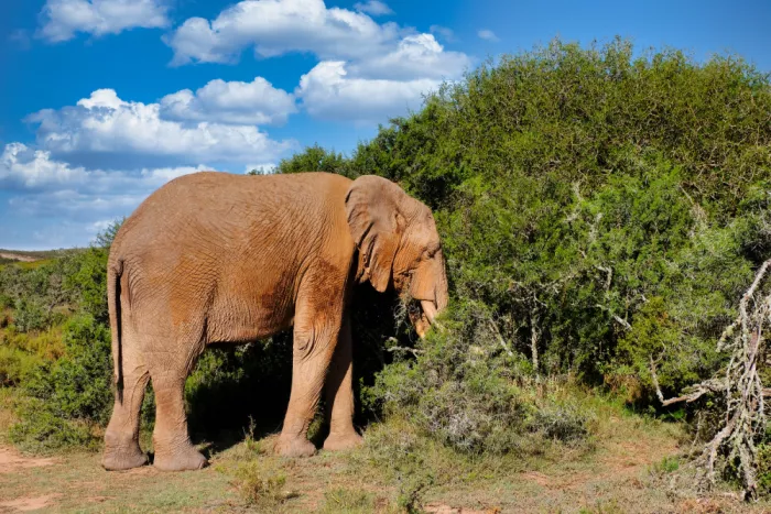 Edwards, Dan: Éléphant mangeant
