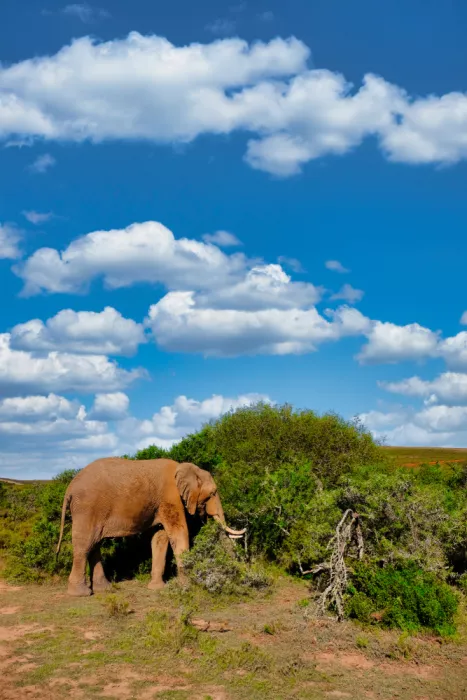 Edwards, Dan: Éléphant d
