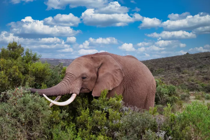 Edwards, Dan: Éléphant d