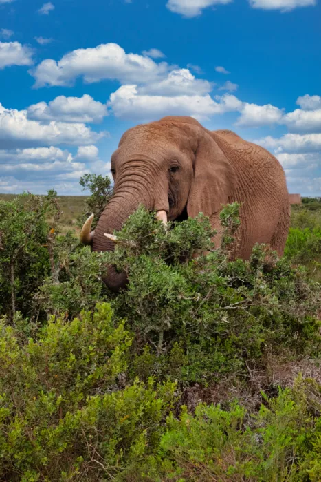Edwards, Dan: Éléphant d