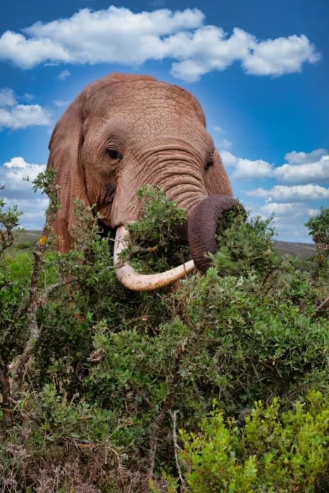 Edwards, Dan: Éléphant d