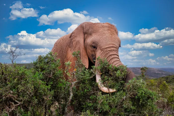 Edwards, Dan: Éléphant d
