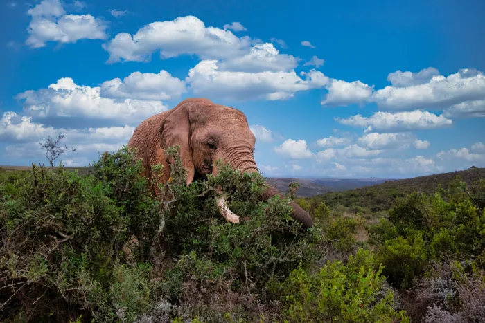 Edwards, Dan: Éléphant d