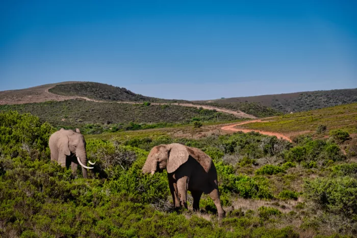 Edwards, Dan: Deux éléphants d