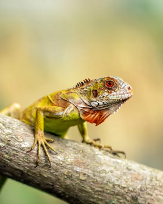 Maududdin, Fauzan: Iguana Infuocata Rossa